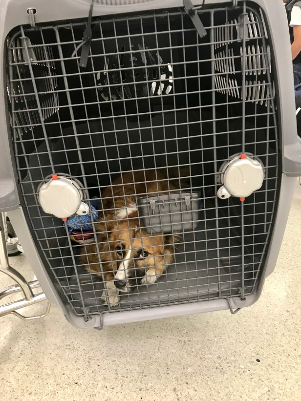 Zooby_Airport)Dulles